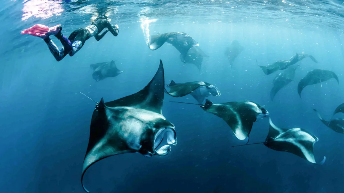 A manta ray gliding over the reef