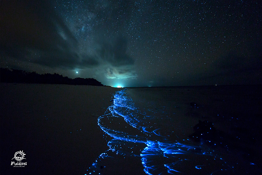 Bioluminescent plankton glowing in the shallows